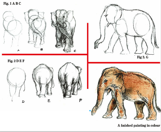 sri lankan elephant drawing