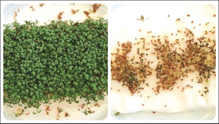 cress seeds wifi experiment