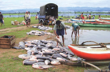 NAQDA to promote domestic level aquaculture exports